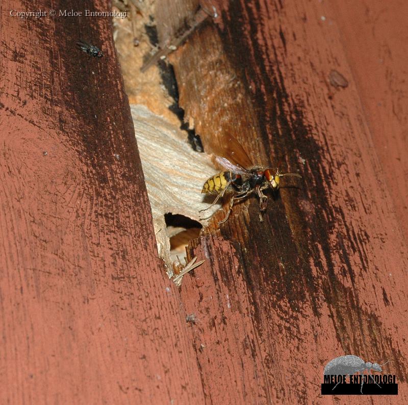 Vespa_crabro.jpg - Bålgeting, Vespa crabro, flygande från getingbo i vägg, Göknäsetstugan, Färnebofjärdens nationalpark, 2010